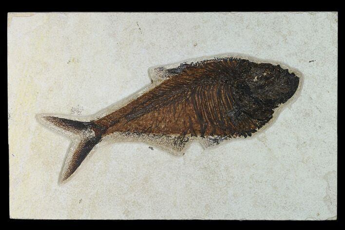 Fossil Fish (Diplomystus) - Green River Formation - Inch Layer #138607